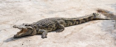 Büyük tatlı su timsahı havuz kenarında güneşleniyor..