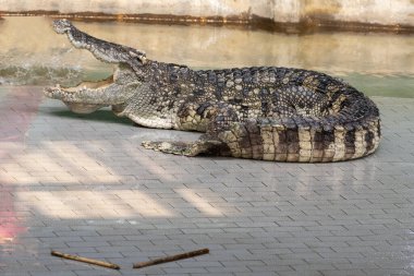 Büyük tatlı su timsahı havuz kenarında güneşleniyor..