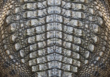 Genuine crocodile leather background image For making leather. clipart