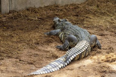 Büyük bir tatlı su timsahı yerde güneşleniyor..