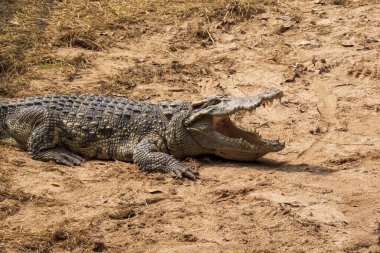 Büyük bir tatlı su timsahı yerde güneşleniyor..
