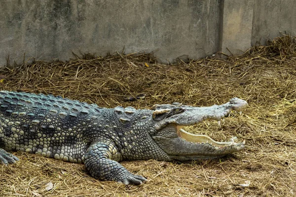 Grand Crocodile Eau Douce Prend Bain Soleil Sur Sol — Photo