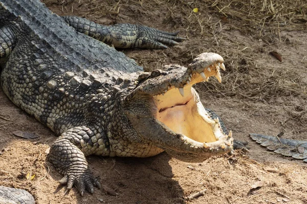 Великий Прісноводний Крокодил Купається Землі — стокове фото