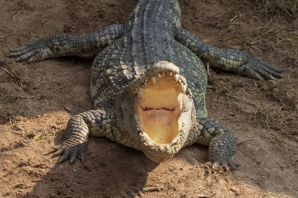 Grand Crocodile Eau Douce Prend Bain Soleil Sur Sol — Photo