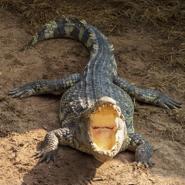 Grand Crocodile Eau Douce Prend Bain Soleil Sur Sol — Photo