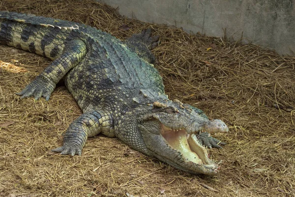 Grand Crocodile Eau Douce Prend Bain Soleil Sur Sol — Photo