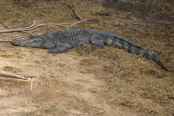 A large freshwater crocodile is sunbathing on the ground.