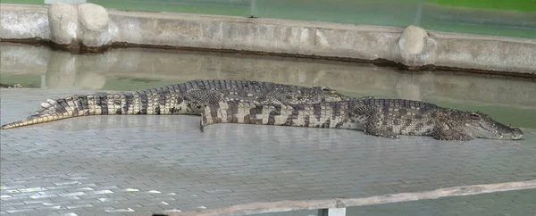 Grande Crocodilo Água Doce Banho Sol Junto Piscina — Fotografia de Stock