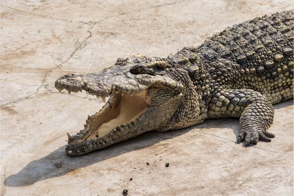 Großes Süßwasserkrokodil Sonnenbaden Pool — Stockfoto