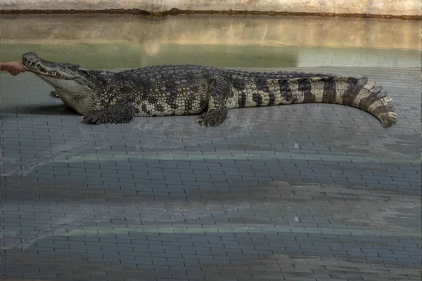 Large Freshwater Crocodile Sunbathing Pool — Stock Photo, Image