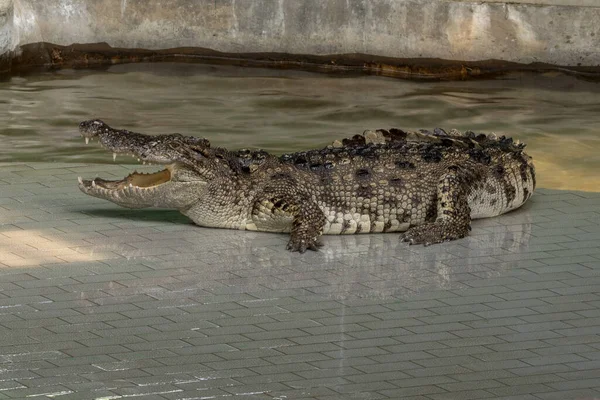 Великий Прісноводний Крокодил Купається Біля Басейну — стокове фото
