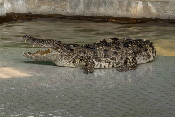 Large Freshwater Crocodile Sunbathing Pool — Stock Photo, Image