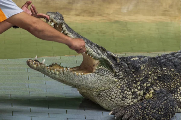 Est Homme Qui Dérange Crocodile Qui Dort Calmement — Photo