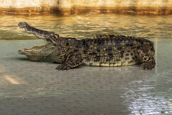 Großes Süßwasserkrokodil Sonnenbaden Pool — Stockfoto