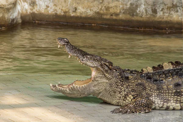 游泳池边的大型淡水鳄鱼日光浴 — 图库照片
