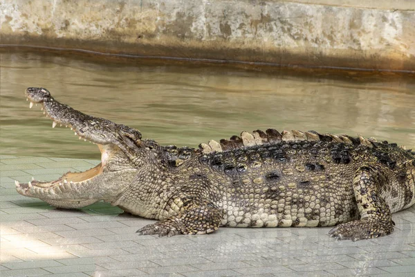 Grande Crocodilo Água Doce Banho Sol Junto Piscina — Fotografia de Stock