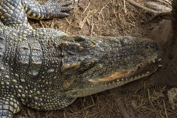 Справжній Крокодил Шкіряний Фон Зображення Виготовлення Шкіри — стокове фото