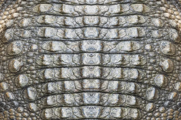 Valódi Krokodil Bőr Háttér Kép Készítéséhez Bőr — Stock Fotó