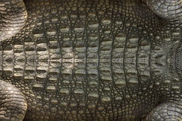 Oryginalny Krokodyl Skórzany Tło Obrazu Produkcji Skóry — Zdjęcie stockowe