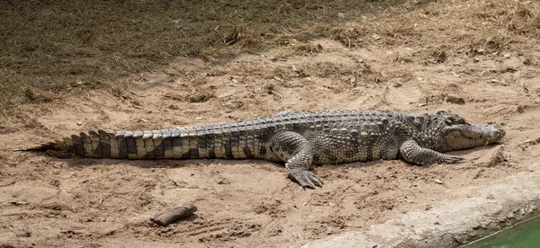 Stor Sötvattenkrokodil Solar Marken — Stockfoto