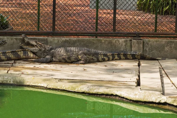 Large Freshwater Crocodile Sunbathing Pool — Stock Photo, Image