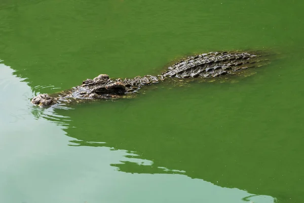 Large Freshwater Crocodiles Floating Water — Stock Photo, Image