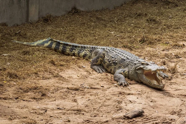 Большой Пресноводный Крокодил Загорает Земле — стоковое фото