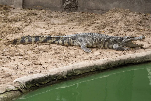 Grande Crocodilo Água Doce Banho Sol Junto Piscina — Fotografia de Stock