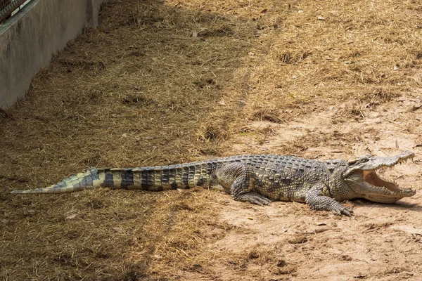 Grand Crocodile Eau Douce Prend Bain Soleil Sur Sol — Photo