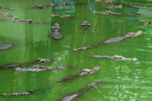 Grandes Crocodilos Água Doce Estão Flutuando Acima Água — Fotografia de Stock
