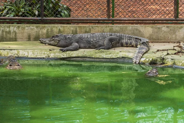 Grande Crocodilo Água Doce Banho Sol Junto Piscina — Fotografia de Stock