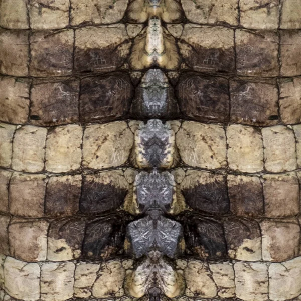 Originele Krokodillenleer Achtergrond Afbeelding Voor Het Maken Van Leer — Stockfoto