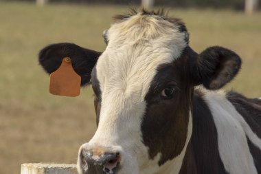 Tayland 'da, çayırda yeşil çimlerin üzerinde duran siyah inek.. 