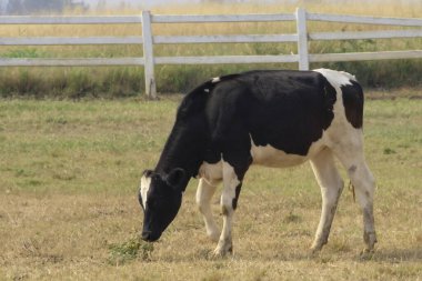 Tayland 'da, çayırda yeşil çimlerin üzerinde duran siyah inek.. 
