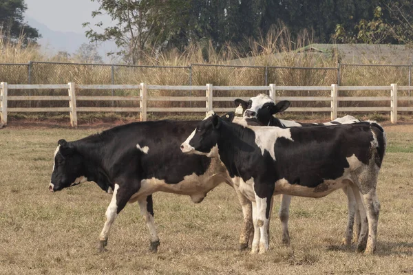 Vacas Pretas Brancas Campo Gramado — Fotografia de Stock