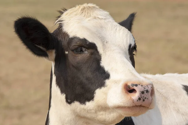 Image Vache Noire Blanche Ferme Tête Vache — Photo