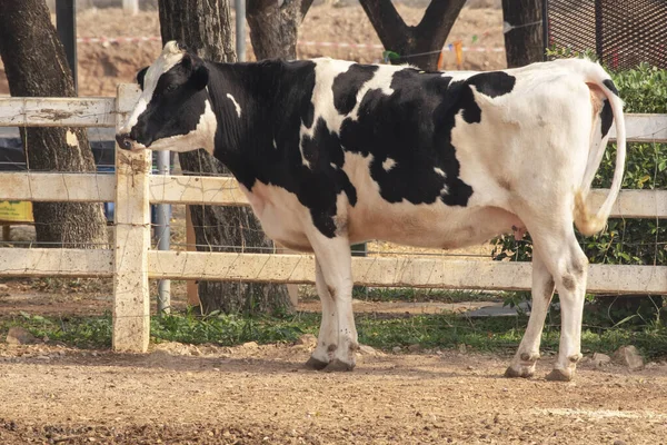 Foto Vaca Preta Branca Fazenda — Fotografia de Stock