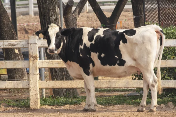 Foto Vaca Preta Branca Fazenda — Fotografia de Stock
