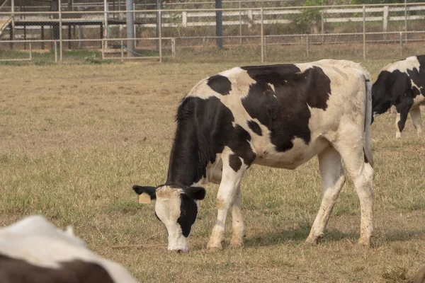 Czarno Białe Zdjęcie Krowy Farmie — Zdjęcie stockowe