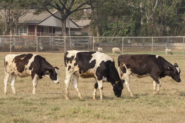 Ασπρόμαυρη Αγελάδα Εικόνα Στο Αγρόκτημα — Φωτογραφία Αρχείου