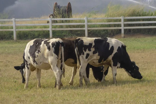 Preto Pied Vaca Tailândia Grama Verde Pasto Prado — Fotografia de Stock