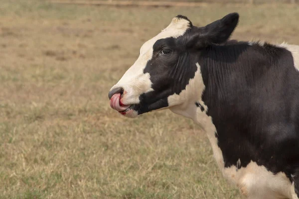 Vache Blessée Sur Saignement Nez Obtenir Accident — Photo