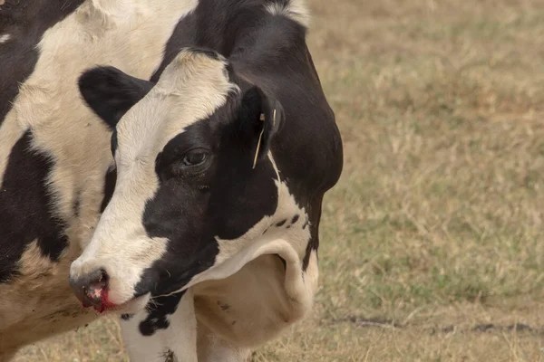 Cow Injure Nose Bleeding Get Accident — Stock Photo, Image