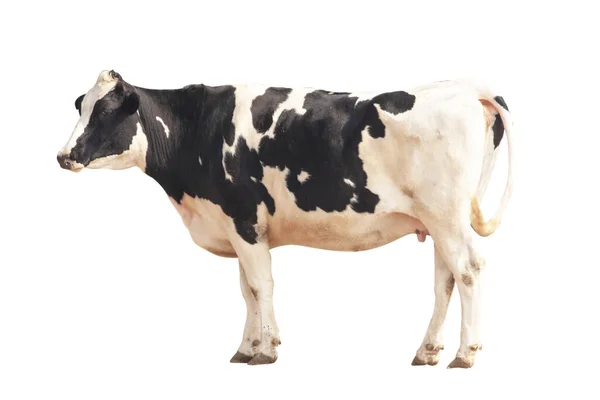 Чорно Біле Зображення Корови Ізольоване Білому Тлі — стокове фото