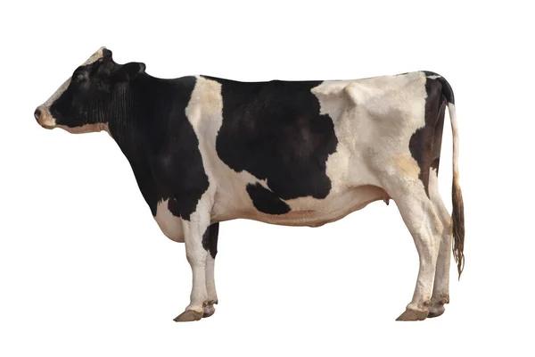 Black White Cow Image Isolated White Background — Stock Photo, Image