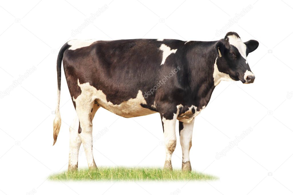 Black and white cow image  isolated on the white background.