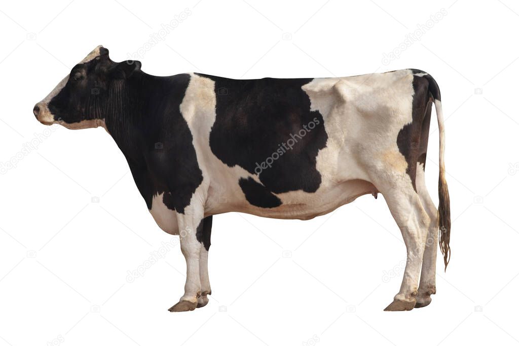 Black and white cow image  isolated on the white background.