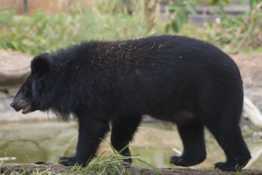 Asya kara ayısı, Doğu Asya 'da bol ve serin bir havada ormanda yaşar..