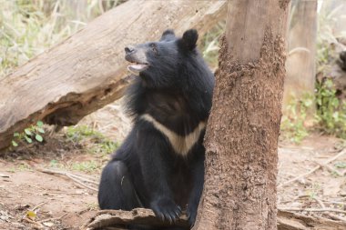 Asya kara ayısı, Doğu Asya 'da bol ve serin bir havada ormanda yaşar..
