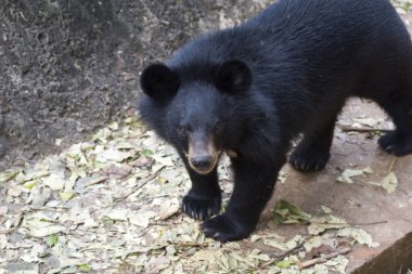 Yavru ayı, eğleniyor.